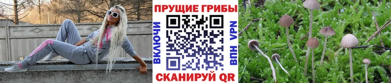 Псилоцибиновые грибы Cubensis omg ссылки Вилюйск как найти